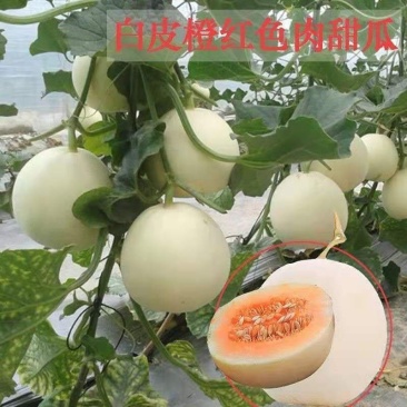 白玉香瓜苗白玉甜瓜嫁接苗直播苗免费技术指导包回收