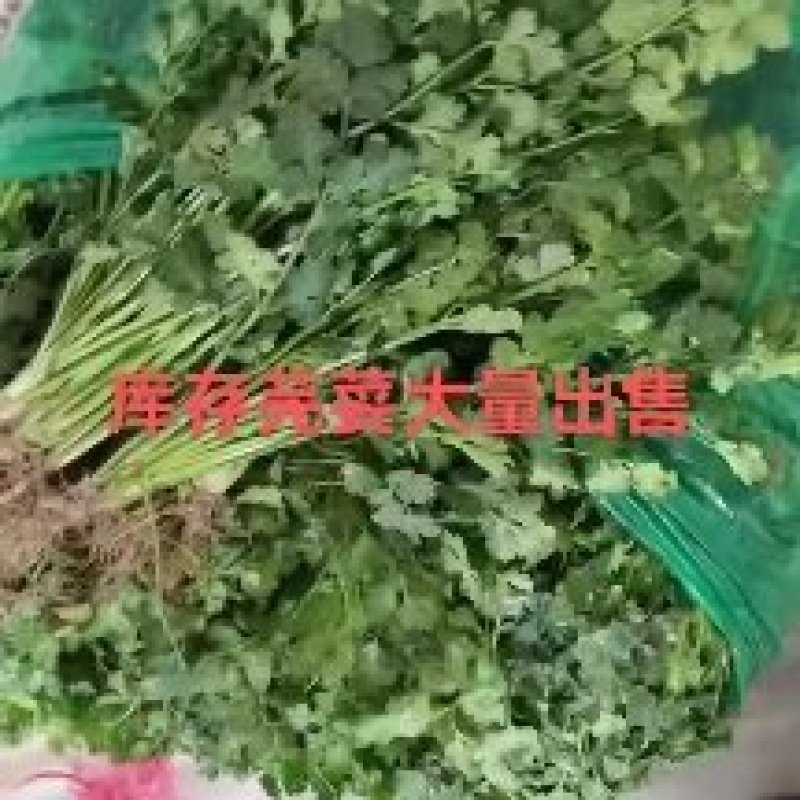 山东库存香菜大量出售