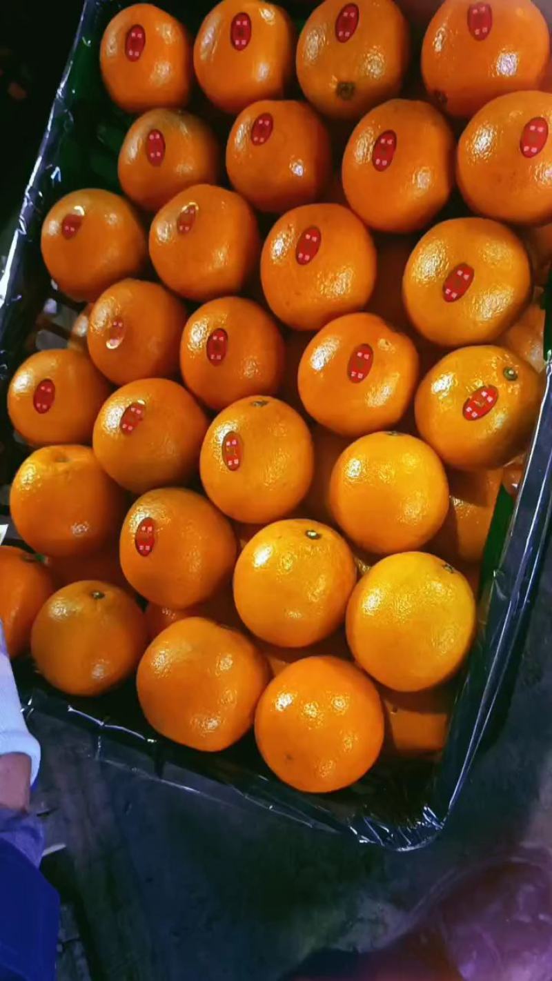 精品脐橙大量上市供应中，需要发财找祝哥
