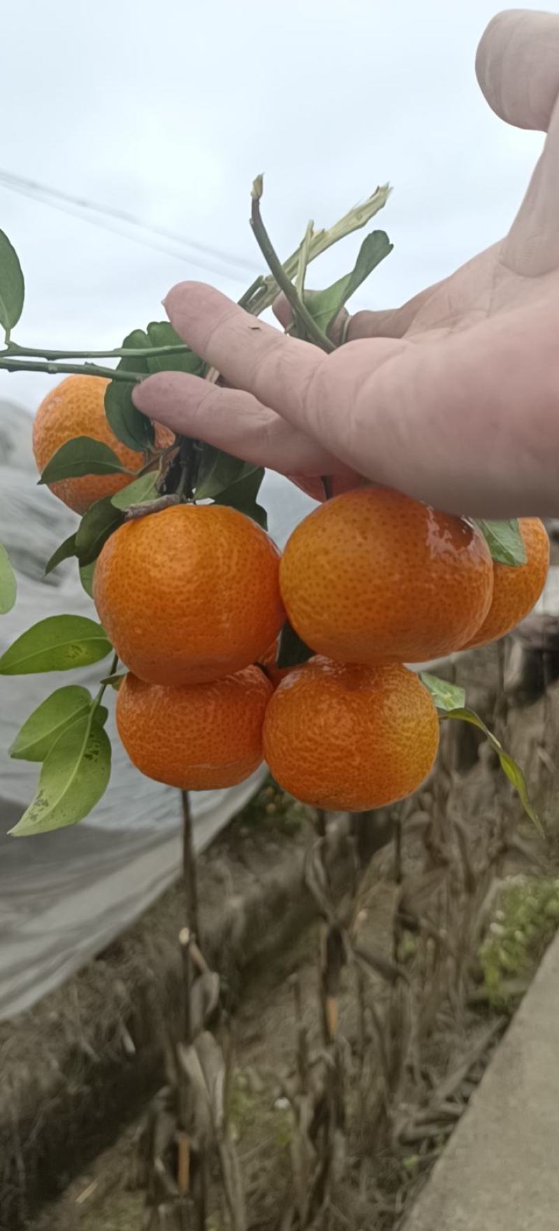 精品脐橙大量上市供应中，需要发财找祝哥