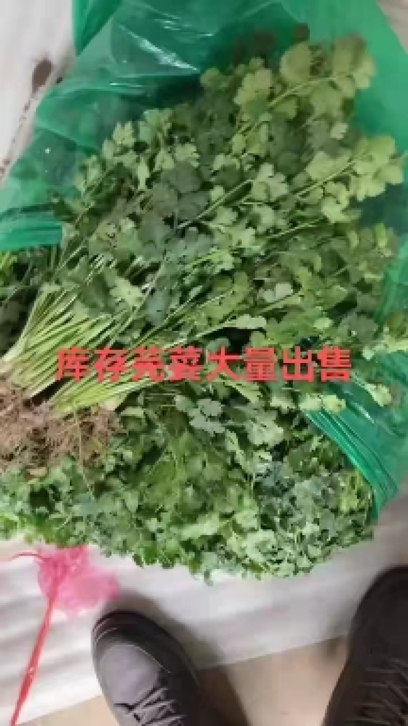 山东库存香菜大量出售