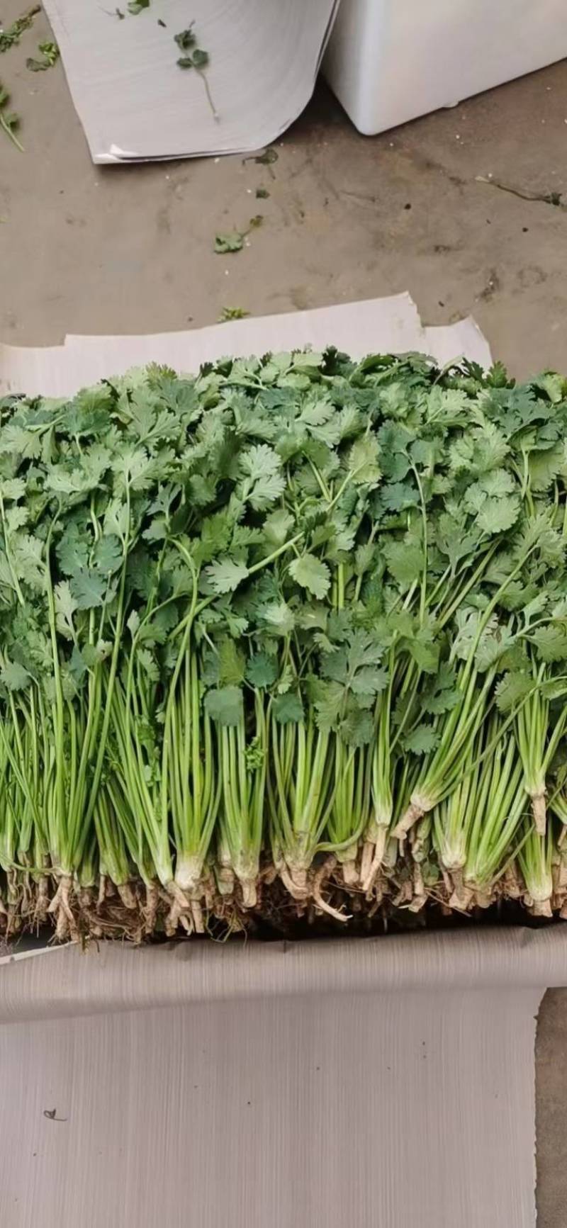 山东库存香菜大量出售