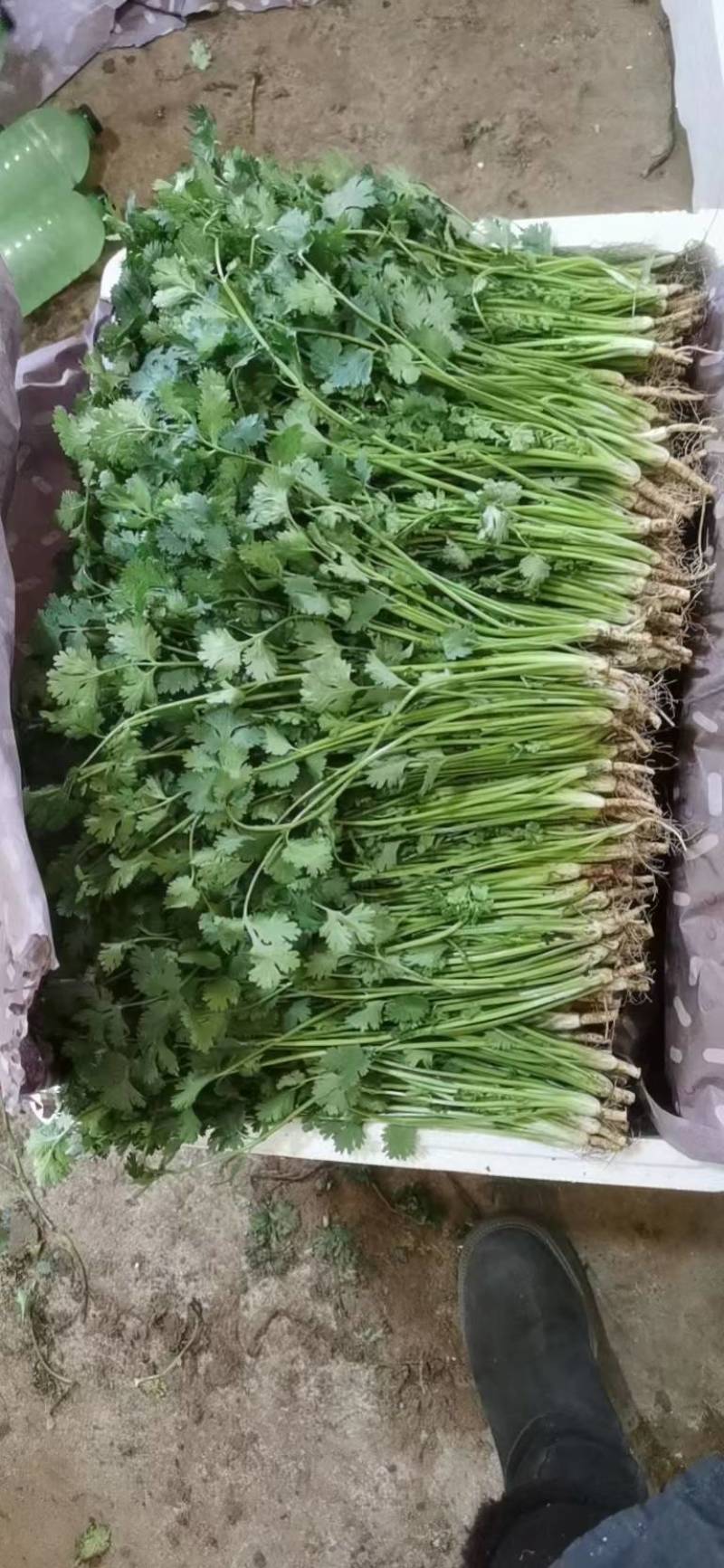山东库存香菜大量出售