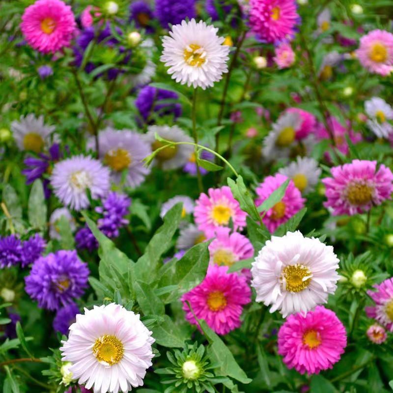 翠菊种子花种子四季易活重瓣七月菊种子室外庭院阳台盆栽花种
