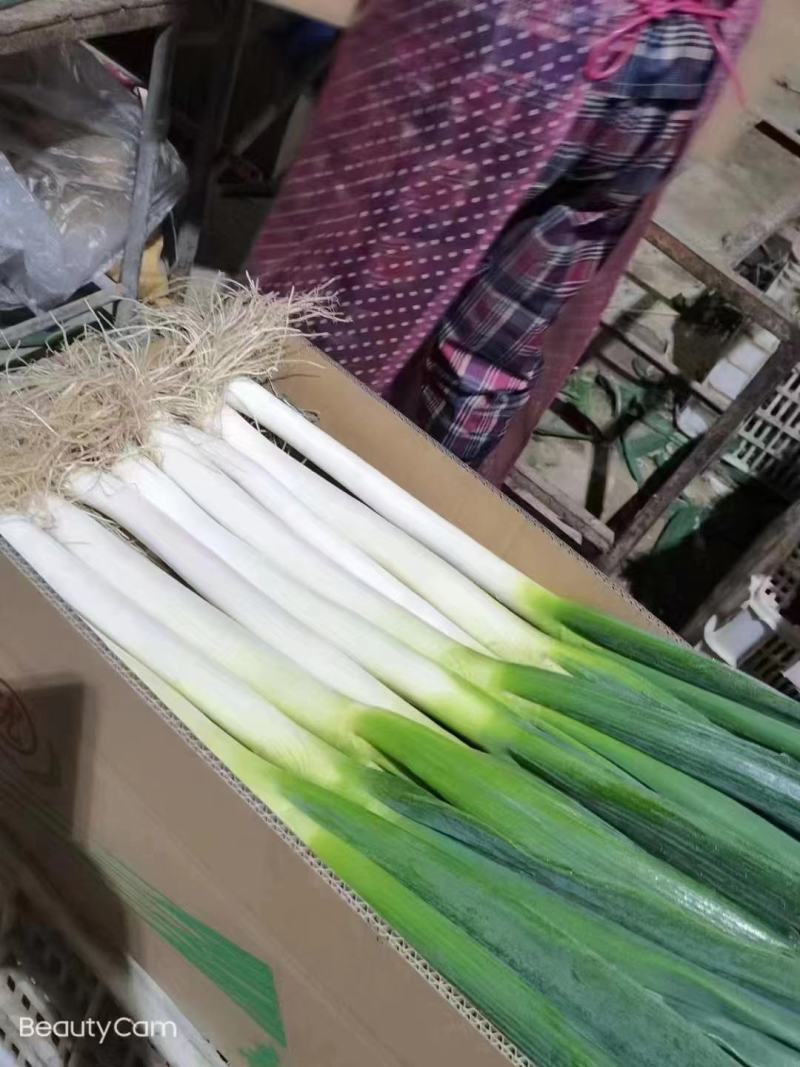 福建基地大葱自己工厂大量现货，，，，，，，，