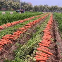 公司实力对接产地一手货源，各种规格胡萝卜大量供应