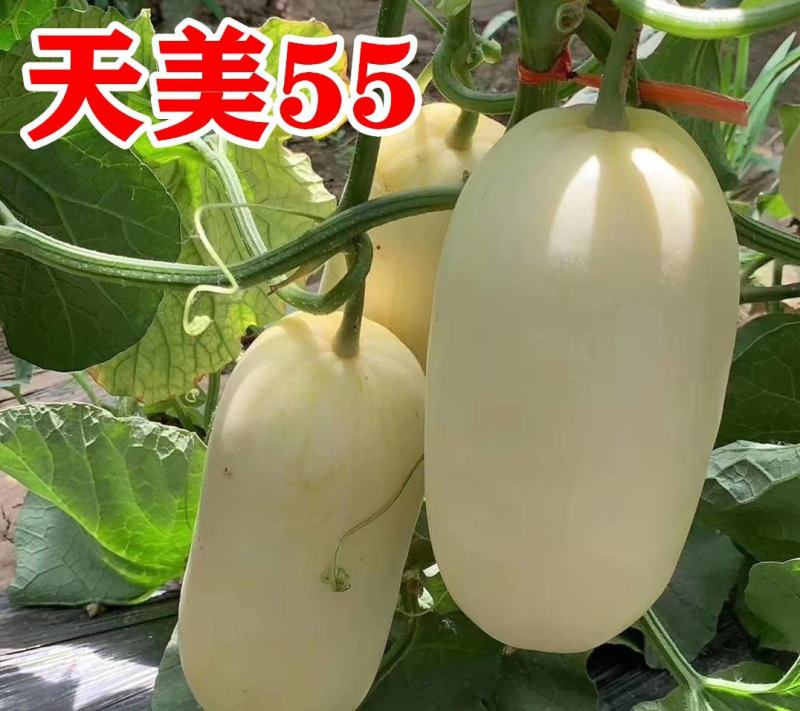 天美55甜瓜苗天美55甜瓜嫁接苗直播苗包回收免费技术指导