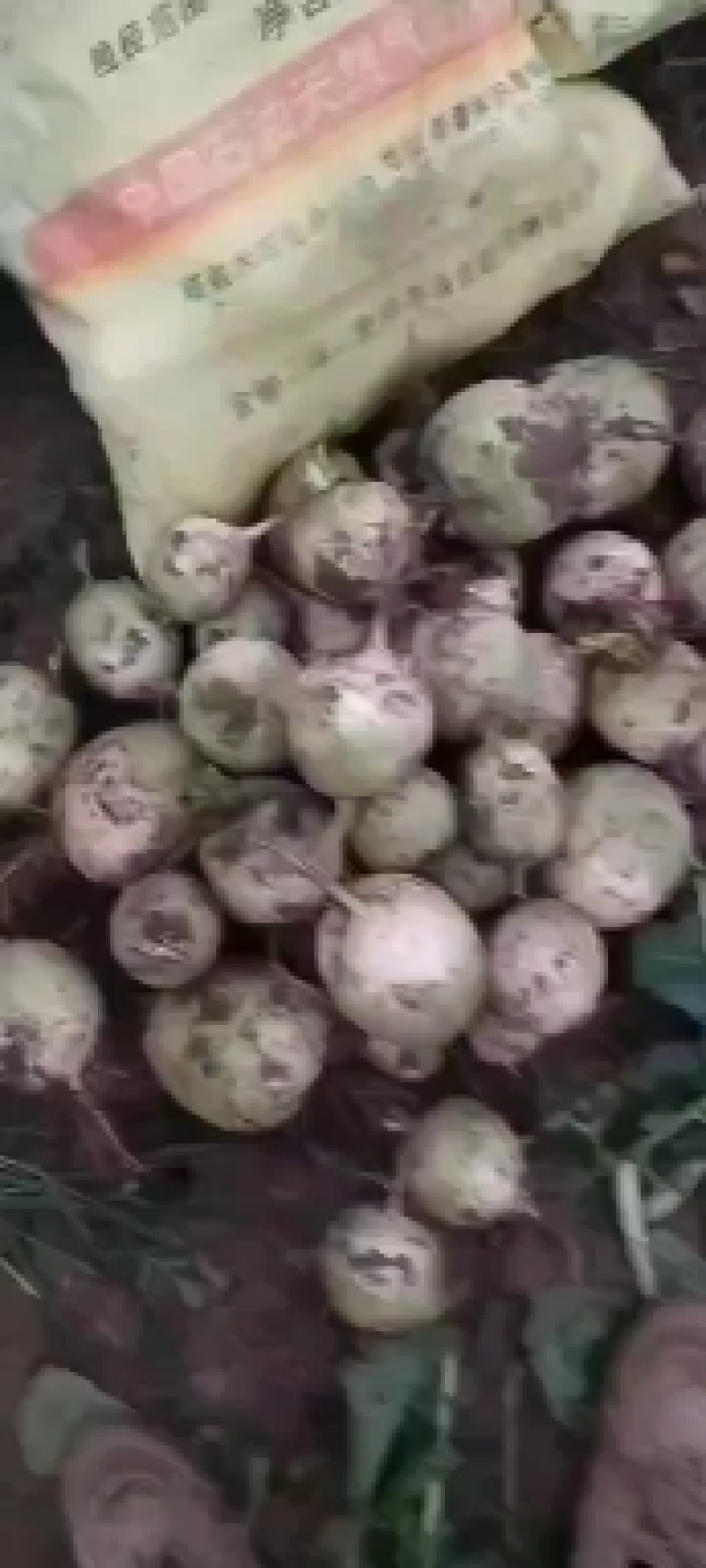 满堂红萝卜