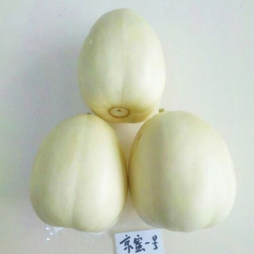 京蜜香瓜苗京蜜甜瓜苗京蜜香瓜嫁接苗包回收免费技术指导