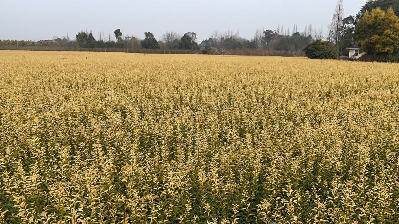 金禾女贞苗丶：金禾女贞杯苗、12杯金禾女贞