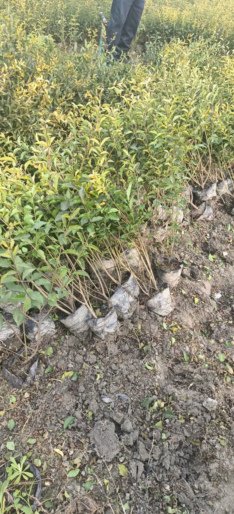金禾女贞苗丶：金禾女贞杯苗、12杯金禾女贞