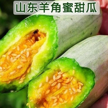 羊角蜜甜瓜苗羊角蜜甜瓜嫁接苗直播苗免费技术指导直生苗
