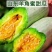 羊角蜜甜瓜苗羊角蜜甜瓜嫁接苗直播苗免费技术指导直生苗