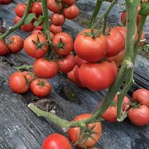 河北西红柿大棚番茄种植基地刚上货欢迎来采购