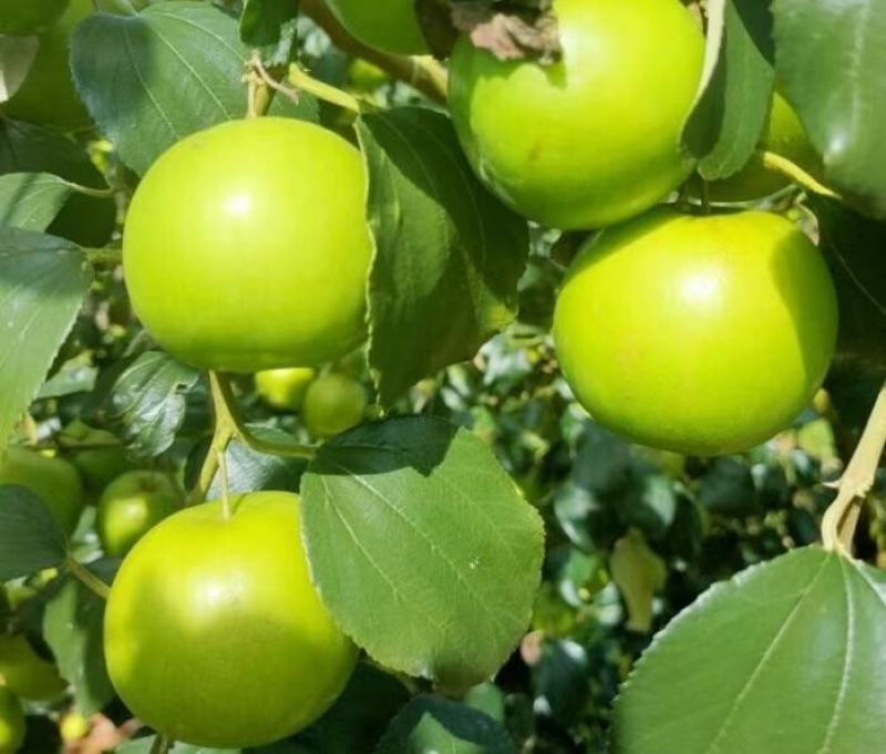 西双版纳苹果栆，全国可一件代发，实力老总欢迎对接，货量足