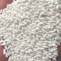 进口糯米越南糯米批发越南大糯