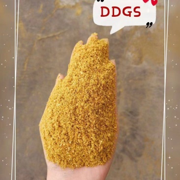 厂家直销玉米酒糟适口性好猪牛羊饲料DDGS