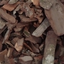 【地枫皮】钻地枫，产地货源量大优惠海涛药业。