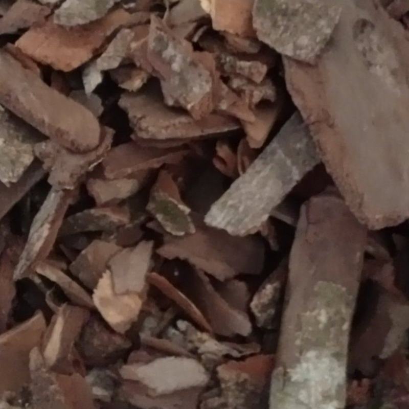 【地枫皮】钻地枫，产地货源量大优惠海涛药业。