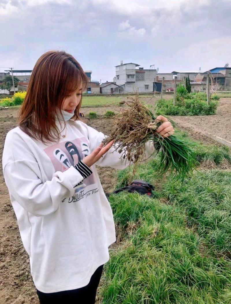 【实力商家】麦冬草绿化苗，产地直供无中间商赚差价质量保证