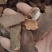 【地枫皮】钻地枫，产地货源量大优惠海涛药业。