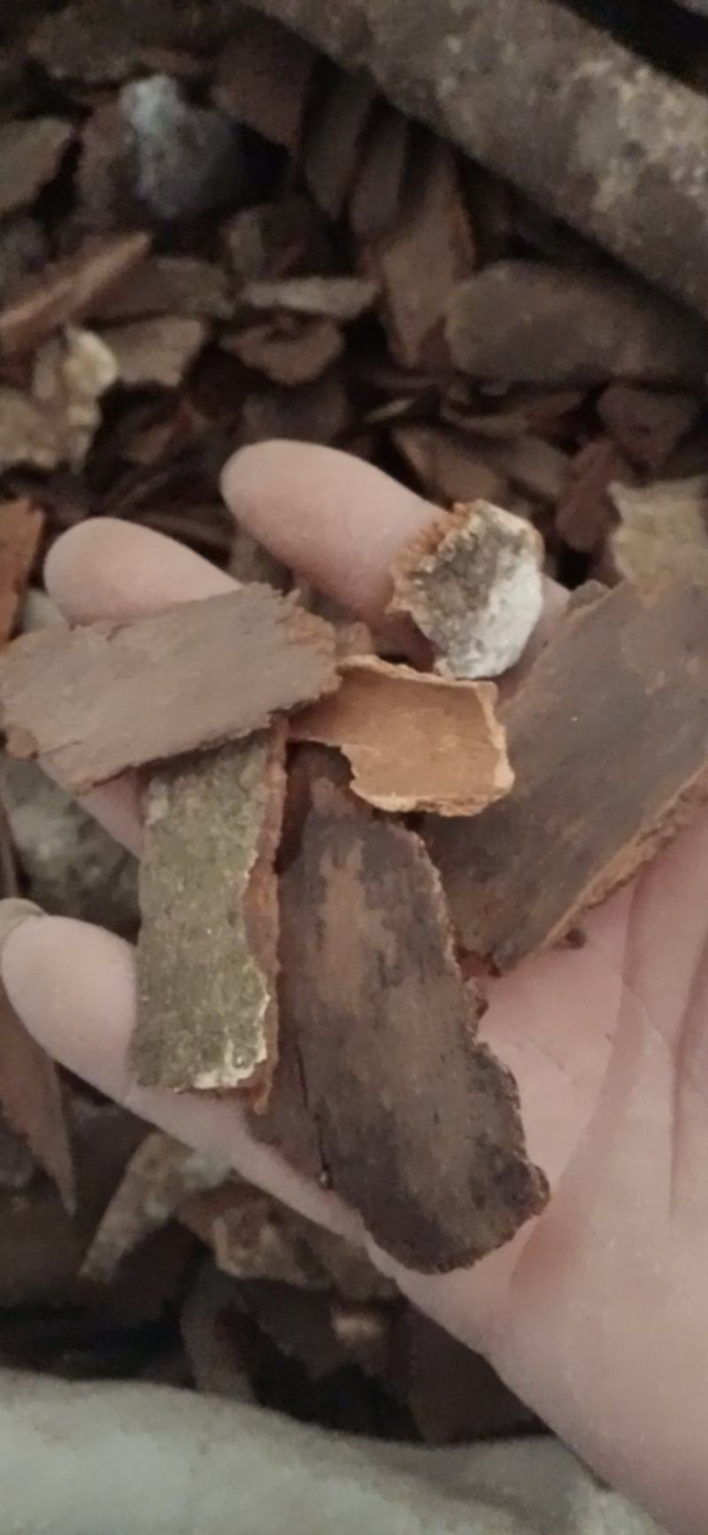 【地枫皮】钻地枫，产地货源量大优惠海涛药业。