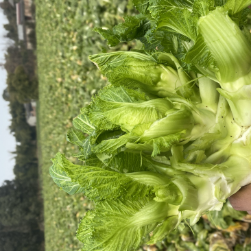 迟儿菜半毛货精品，支持一切加工打包