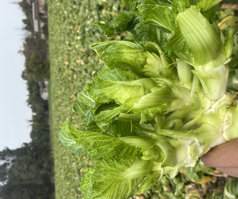 迟儿菜半毛货精品，支持一切加工打包
