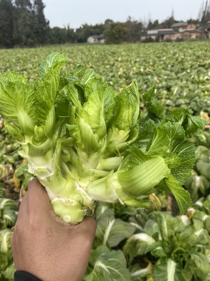 迟儿菜半毛货精品，支持一切加工打包