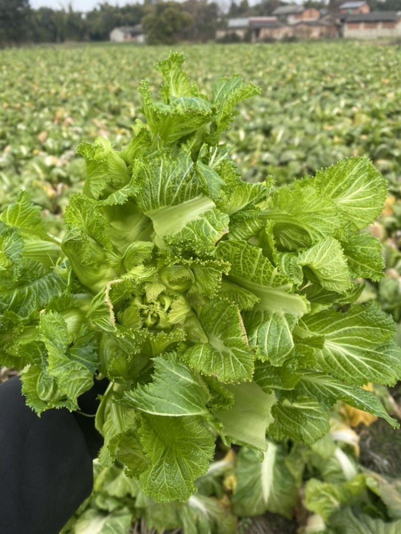 迟儿菜半毛货精品，支持一切加工打包