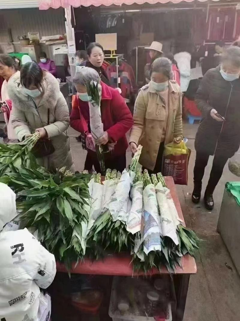水养盆栽富贵竹跑江湖地摊15元模式客厅室内进化空气绿植批