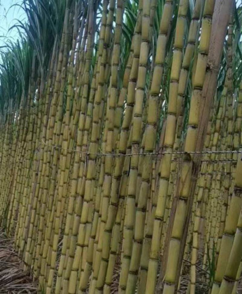 大量黑皮甘蔗，黄皮甘蔗