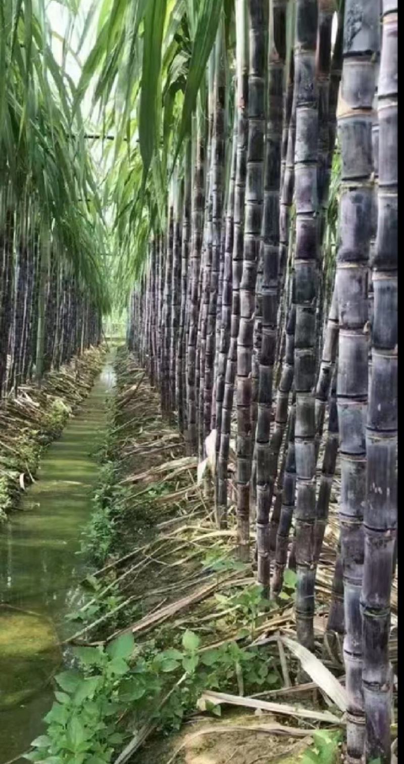 大量黑皮甘蔗，黄皮甘蔗