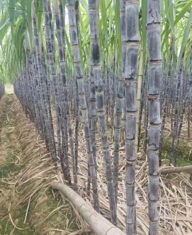 大量黑皮甘蔗，黄皮甘蔗