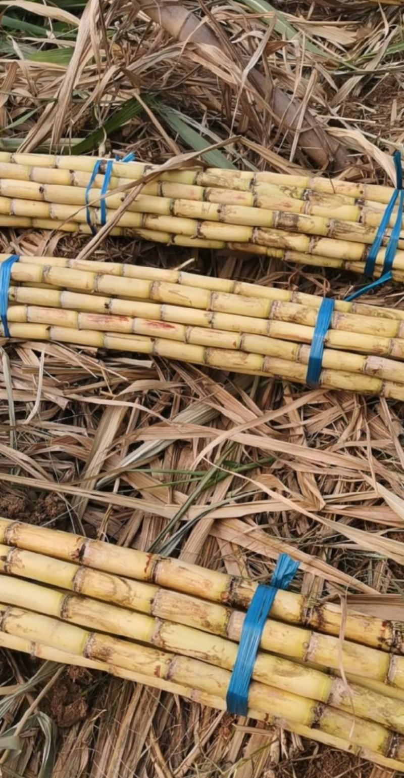大量黑皮甘蔗，黄皮甘蔗