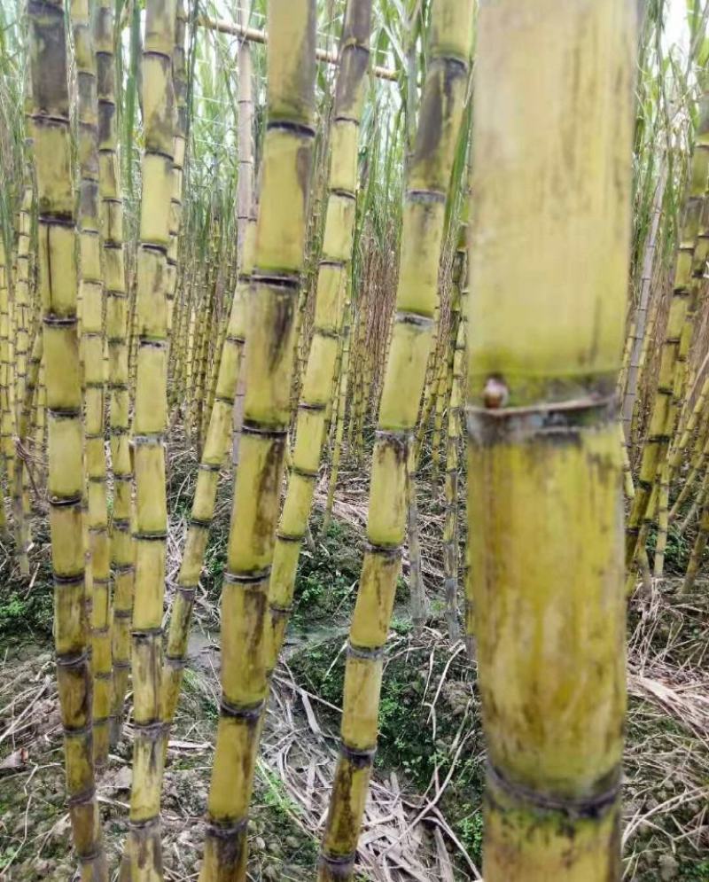 大量黑皮甘蔗，黄皮甘蔗