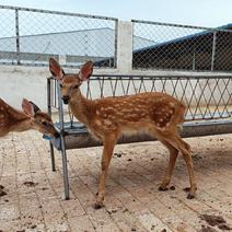 梅花鹿养殖场，小鹿仔景区互动鹿苗，怀孕母鹿家养宠物鹿