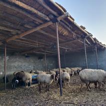 新疆羊品种多，黑头羊、山羊等