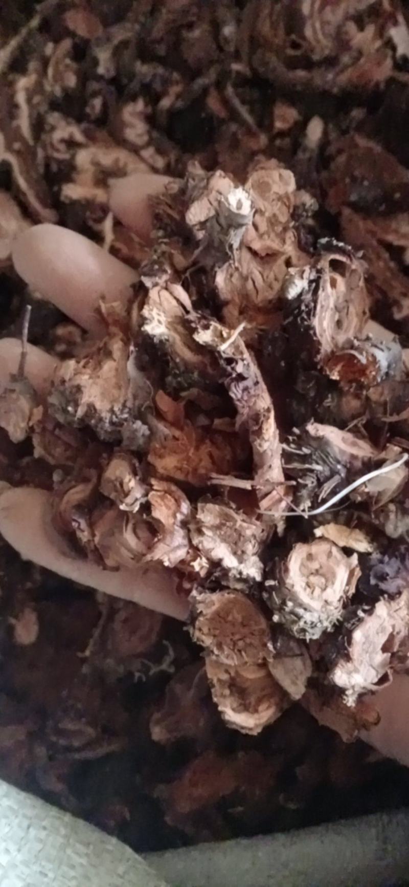 【红景天】西藏产区优质货源，规格齐全量大优惠质量保证。