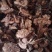 【红景天】西藏产区优质货源，规格齐全量大优惠质量保证。