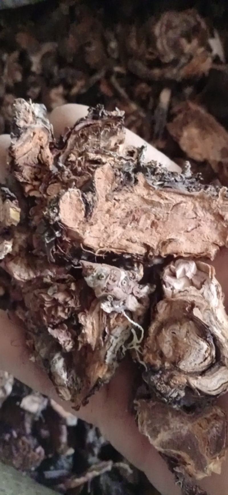 【红景天】西藏产区优质货源，规格齐全量大优惠质量保证。