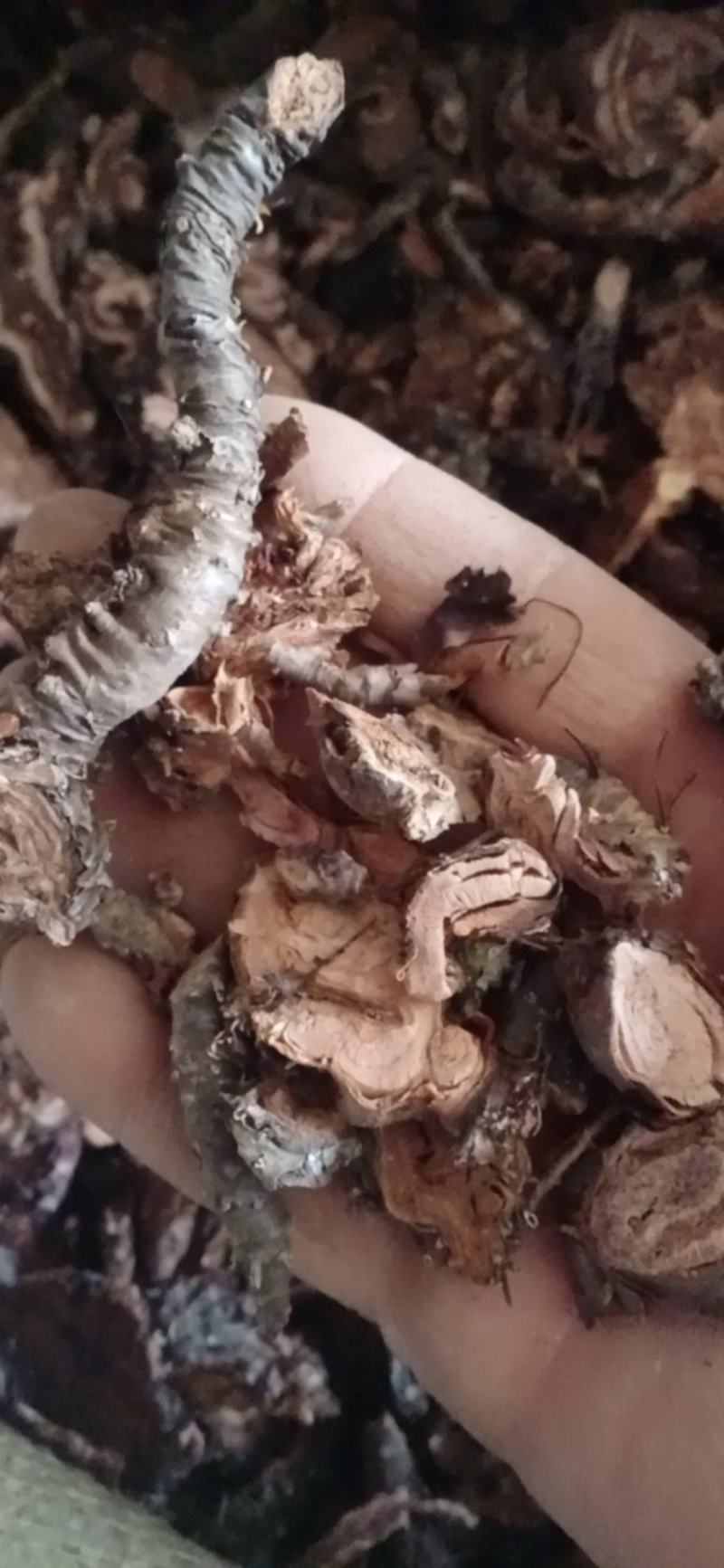 【红景天】西藏产区优质货源，规格齐全量大优惠质量保证。
