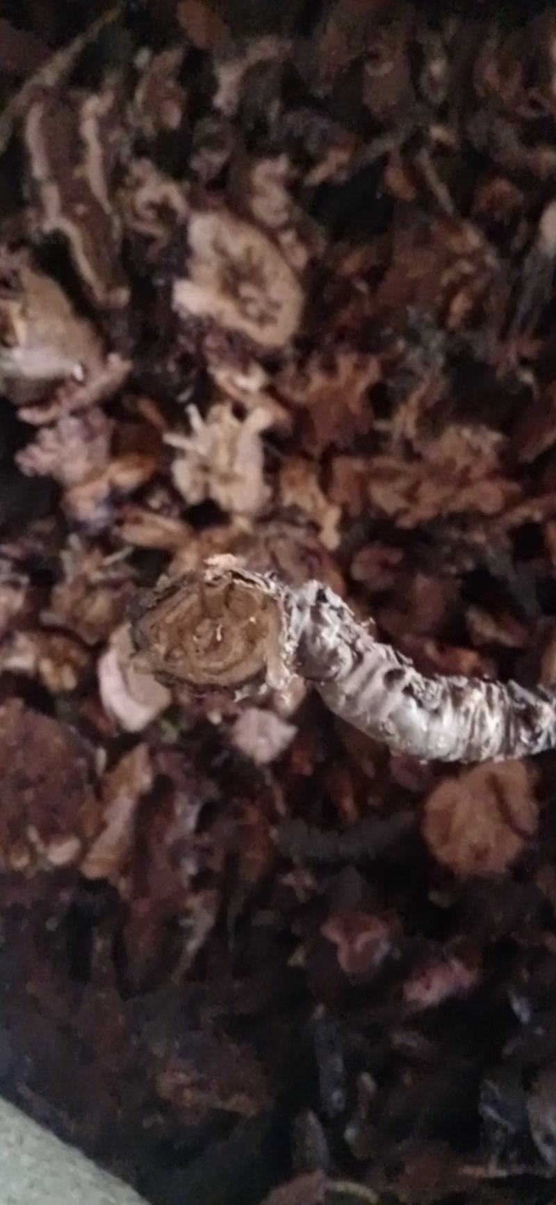 【红景天】西藏产区优质货源，规格齐全量大优惠质量保证。