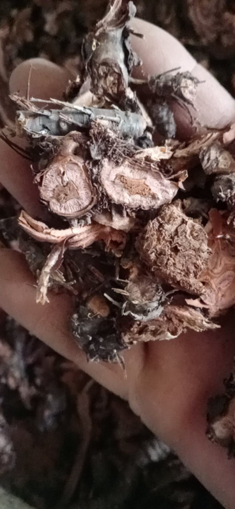 【红景天】西藏产区优质货源，规格齐全量大优惠质量保证。