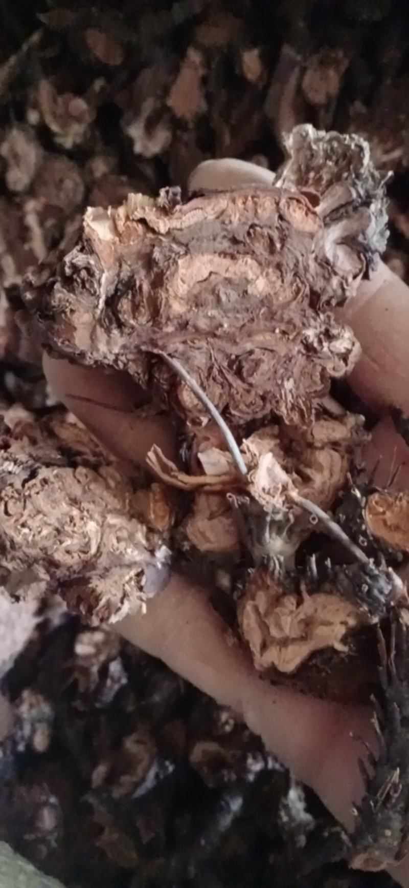 【红景天】西藏产区优质货源，规格齐全量大优惠质量保证。