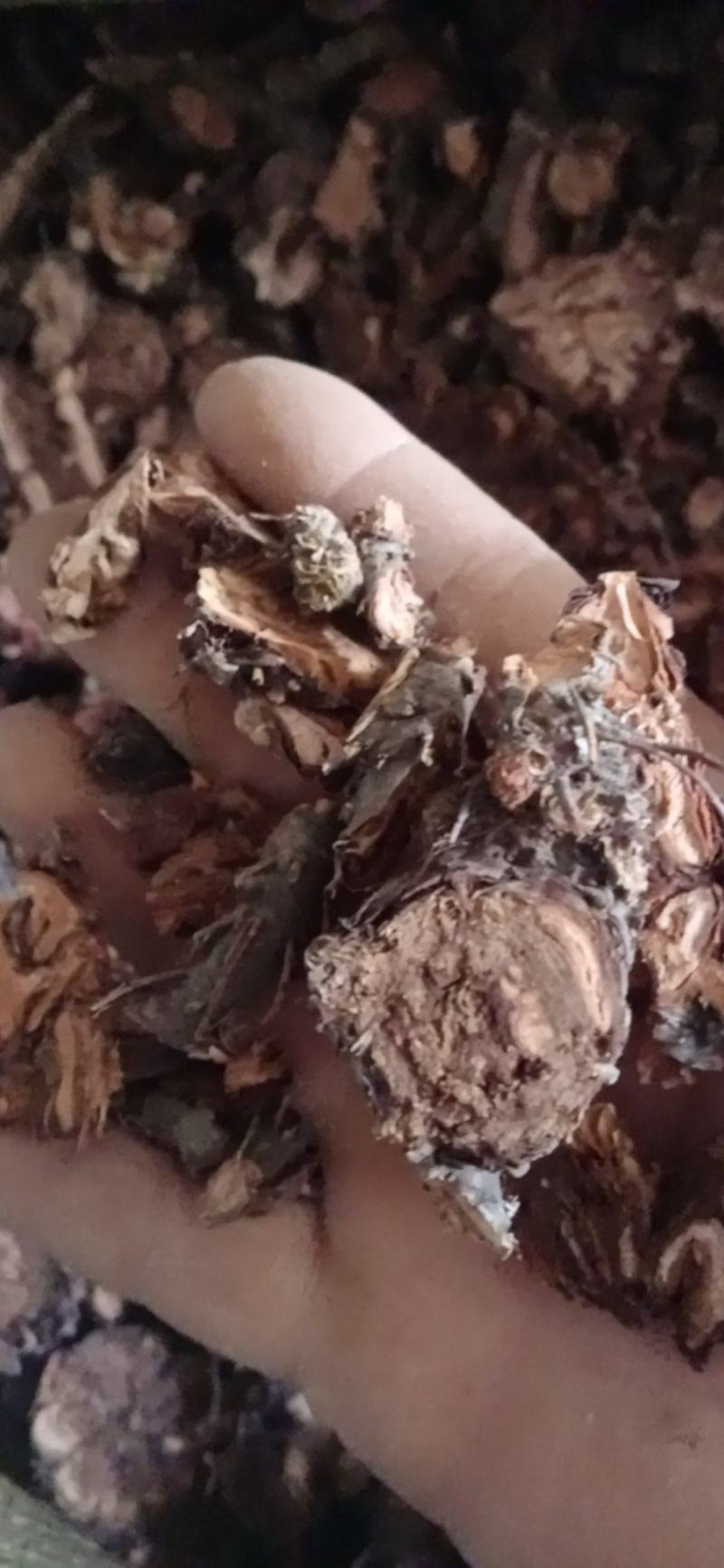 【红景天】西藏产区优质货源，规格齐全量大优惠质量保证。