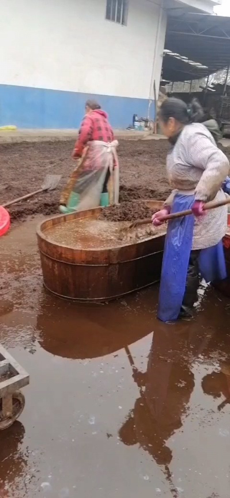纯种厚皮川黄柏种子供应中！颗粒饱满发芽率高！值得信赖！