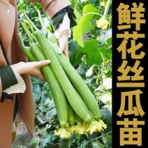 鲜花丝瓜苗嫁接苗直播苗免费技术指导包回收棱角丝瓜苗