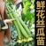 鲜花丝瓜苗嫁接苗直播苗免费技术指导包回收棱角丝瓜苗