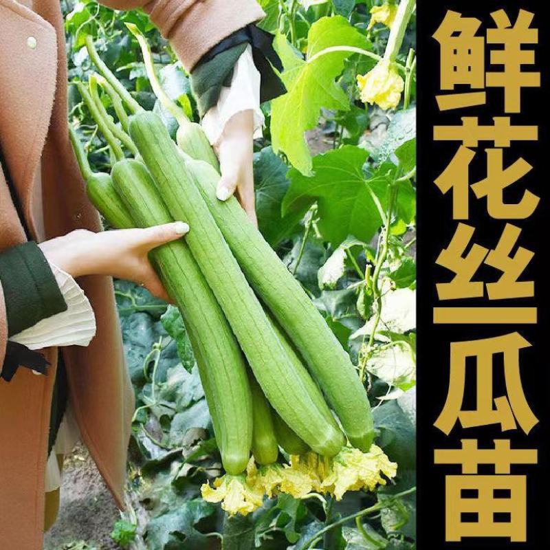 鲜花丝瓜苗嫁接苗直播苗免费技术指导包回收棱角丝瓜苗